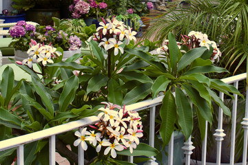 Urban garden view of fresh blooming white plumeria (frangipani) flowers