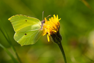 Common brimstone butterfly on a yellow flower