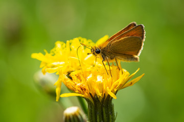 red skipper on a yellow flower