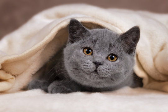 Edel _ BKH Britisch Kurzhaar Kater Kitten in blau unter Decke