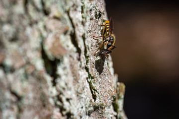 Fly looking like a bee eating a beetle on a tree