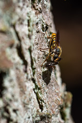 Fly looking like a bee eating a beetle on a tree