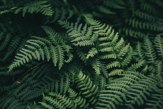 Natural green fern wallpaper