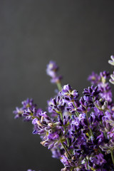 Fototapeta na wymiar Flowers of lavender on a black background. Lavandula.
