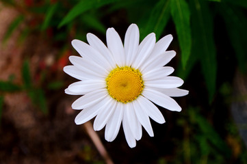 Obraz premium белая ромашка.