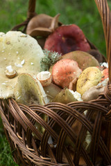 A full basket of summer forest mushrooms of different pastel tones against the background of a forest glade.