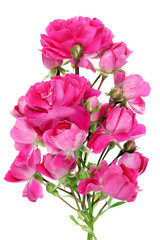 Strange unusual bouquet of a real June pink mini roses flowers