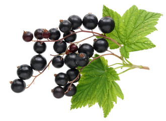 Crop of  real garden fruit  of black currant with leaves and twigs