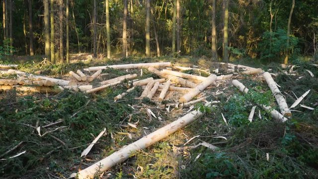 Heaps Of Cut raw Wood In Forest. Tree Trunks. Tilt and Pan
