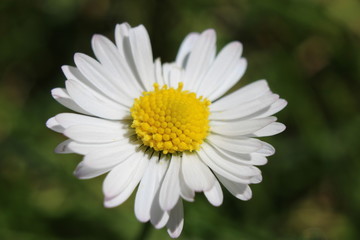 Obraz premium Gänseblümchen