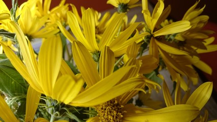 Obraz premium Topinambur