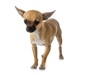 young chihuahua in studio