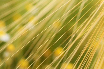 Hintergrund Blumenwiese