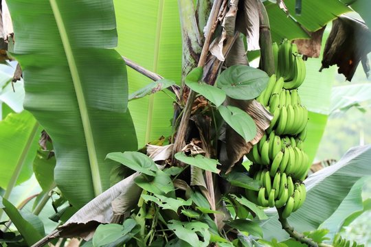 Tags of bananas ripening in a banana tree