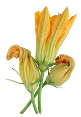 Fototapeta na wymiar Orange fresh edible flowers of garden zucchini squash.