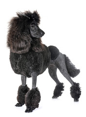 black standard poodle