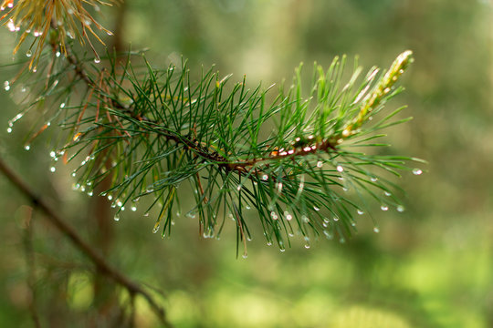 Fototapeta branch of a tree in the forest with drops of dew