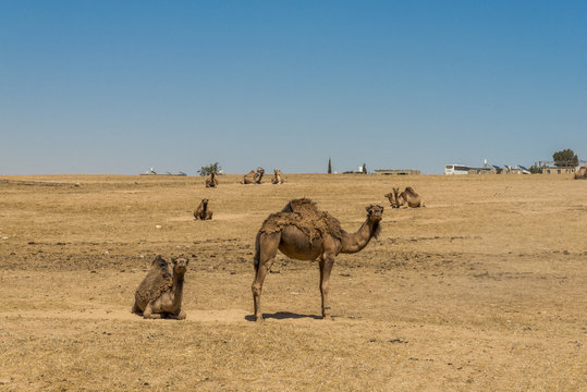 Camels in the Negev desert