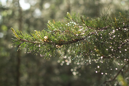 Fototapeta branch of a tree in the forest with drops of dew