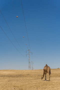 Camel in the Negev desert
