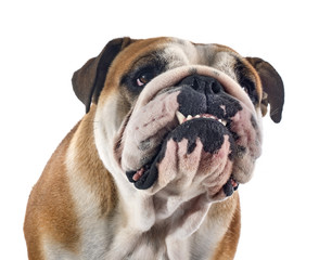 english bulldog
