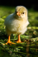 Little yellow chicken on green grass.
