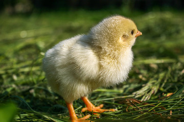 Little yellow chicken on green grass.