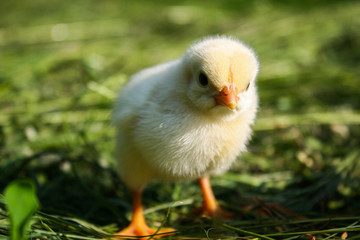 Little yellow chicken on green grass.