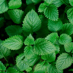 top view texture of green mint on a black background