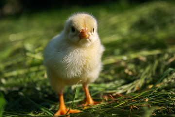 Little yellow chicken on green grass.