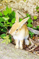 かわいい子うさぎ