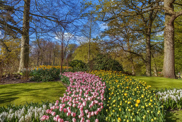 Flowerbed in Keukenhof garden, Nederlands