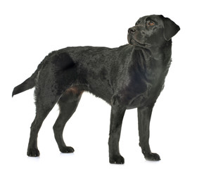 Fototapeta premium female black labrador retriever