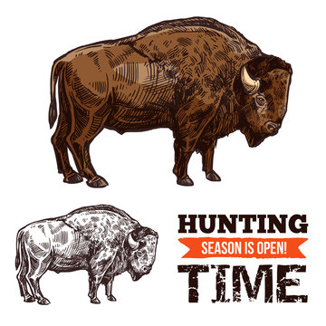 Bison, buffalo, bull or ox wild animal sketch