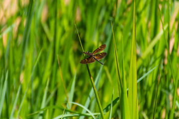 Brown dragonfly on the grass.