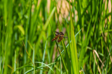 Brown dragonfly on the grass.