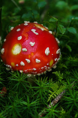 Red mushrooms in the forest. Amanita muscaria