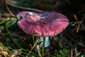 Mushroom with a pink hat.