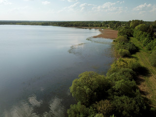 Forest by lake