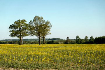 Obraz premium Tree in a field