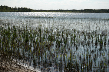 Cordgrass in water