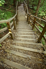 Wooden forest stairway