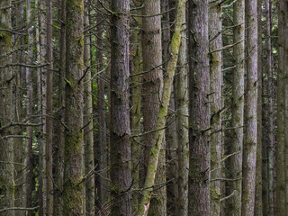 western hemlock and douglas fir conifers forest closeup in british columbia canada