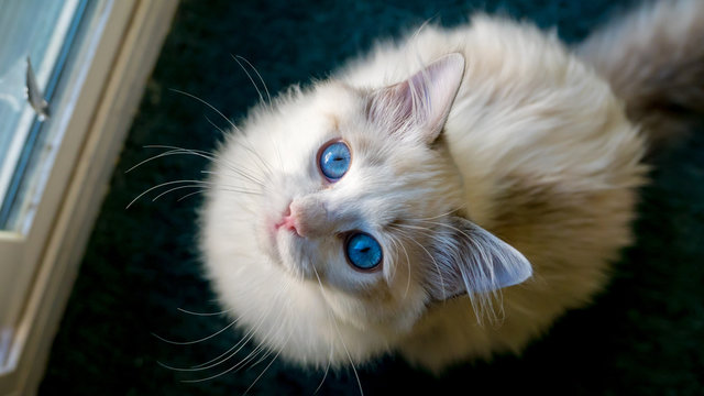 Blue eyed ragdoll kitten