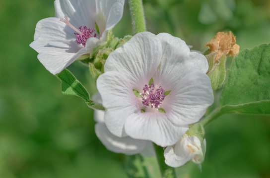 Marsh Mallow Flower