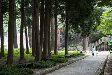 Fototapeta premium Peaceful summer park with a sidewalk. Bench under the tree in the park