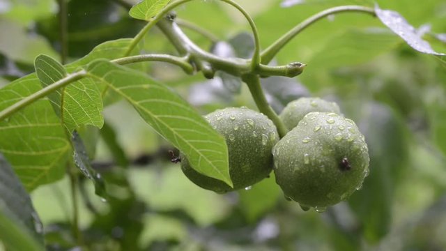 three big green walnuts ripening on tree branch under summer rain