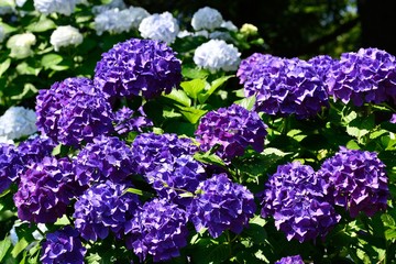 長崎鼻のアジサイ