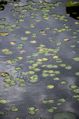 Top view of a lotus leaf with a dark background.