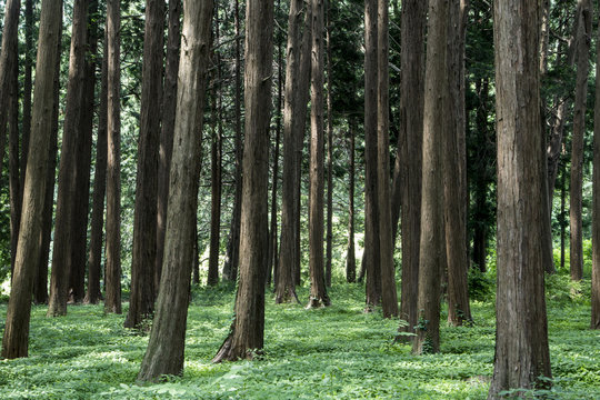 summer forest trees. nature green wood backgrounds.sky